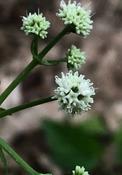 Sanicula europaea — Caherhurley Nursery