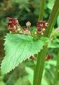 Scrophularia nodosa — Caherhurley Nursery image
