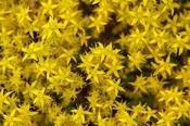 Sedum acre — Caherhurley Nursery image