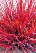 Uncinia rubra — Caherhurley Nursery image