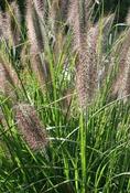 Pennisetum allopecuroides viridescens — Caherhurley Nursery image