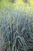 Sorghastrum nutans 'Indian Steel' — Caherhurley Nursery image
