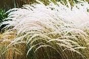 Stipa ichu — Caherhurley Nursery image