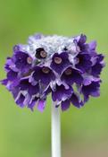 Primula capitata 'Salvana' — Caherhurley Nursery