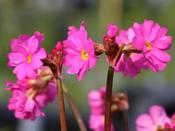 Primula rosea 'Gigas' — Caherhurley Nursery image