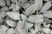 Stachys byzanthina 'Silver Fleece' — Caherhurley Nursery image