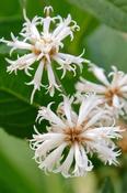 Vernonia noveboracensis 'White Lightening' — Caherhurley Nursery image