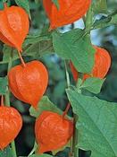 Physalis alkekengi franchetii — Caherhurley Nursery