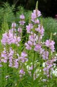 Physostegia virginiana 'Rosea' — Caherhurley Nursery image