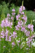 Physostegia virginiana 'Rosea' — Caherhurley Nursery image