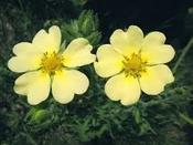 Potentilla recta — Caherhurley Nursery image