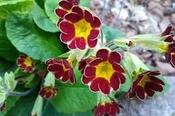 Primula 'Gold-laced-Red' — Caherhurley Nursery image