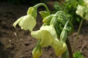 Primula alpicola alpicola — Caherhurley Nursery image