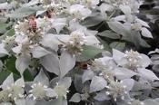 Pycnanthemum muticum — Caherhurley Nursery image
