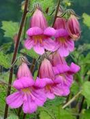 Rehmannia elata — Caherhurley Nursery image