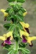 Salvia bulleyana — Caherhurley Nursery image
