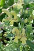 Salvia glutinosa — Caherhurley Nursery image