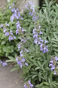 Salvia lavandulifolia — Caherhurley Nursery image