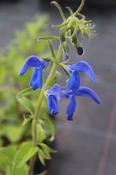Salvia patens 'Blue Angel' — Caherhurley Nursery image