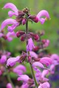 Salvia pratensis 'Sweet Esmeralda' — Caherhurley Nursery image