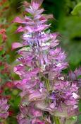 Salvia sclarea turkestanica 'Vatican Pink' — Caherhurley Nursery image