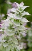 Salvia sclarea turkestanica 'Vatican White' — Caherhurley Nursery image