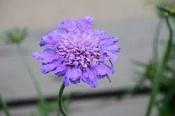 Scabiosa columbaria 'Pincushion Blue' — Caherhurley Nursery