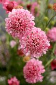 Scabiosa columbaria 'Pincushion Pink' — Caherhurley Nursery