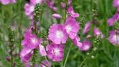 Sidalcea 'Party Girl' — Caherhurley Nursery image