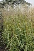 Spodiopogon  sibiricus — Caherhurley Nursery image