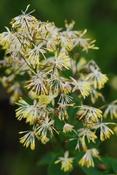 Thalictrum minus 'Adiantifolium' — Caherhurley Nursery image