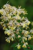 Thalictrum minus 'Adiantifolium' — Caherhurley Nursery image