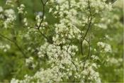 Thalictrum pubescens — Caherhurley Nursery image