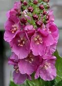 Verbascum phoeniceum 'Violetta' — Caherhurley Nursery image
