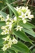 Vincetoxicum hirundinaria — Caherhurley Nursery image