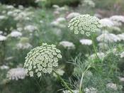 Visnaga daucoides — Caherhurley Nursery