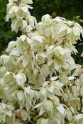 Yucca filamentosa — Caherhurley Nursery image