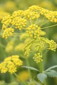 Zizia aptera — Caherhurley Nursery