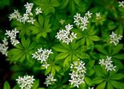 Galium odoratum — Caherhurley Nursery image