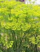 Foeniculum vulgare — Caherhurley Nursery
