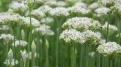 Allium tuberosum — Caherhurley Nursery image