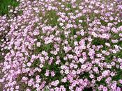 Gypsophila 'Rosenschleier' — Caherhurley Nursery image