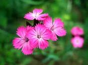 Dianthus carthusianorum — Caherhurley Nursery image