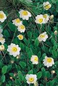 Dryas x suendermannii — Caherhurley Nursery image