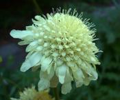 Cephalaria gigantea — Caherhurley Nursery image
