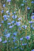 Cichorium intybus — Caherhurley Nursery