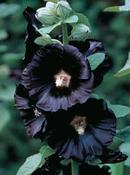 Alcea rosea 'Nigra' — Caherhurley Nursery image