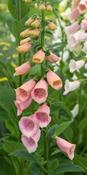 Digitalis purpurea 'Sutton's Apricot' — Caherhurley Nursery image