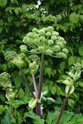 Angelica archangelica — Caherhurley Nursery image