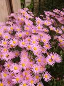 Chrysanthemum 'Clara Curtis' — Caherhurley Nursery